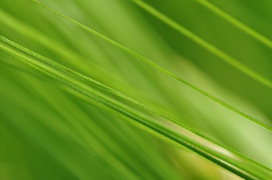 Gerste - Gras