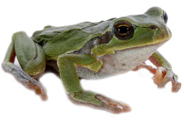 Europäischer Laubfrosch auf weißem Untergrund