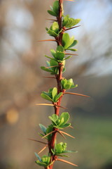 Shoots Gudar mountains Teruel province Spain