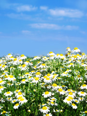 daisy field