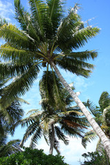 cocotiers des îles