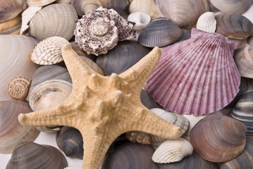Mussels and starfish