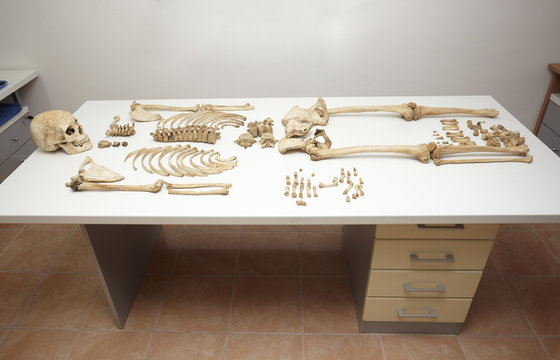 skeleton skull bones