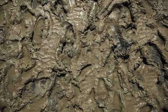wattenmeer - schlick