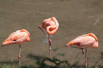 розовый фламинго