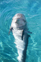 bottle-nosed dolphin