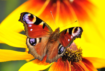 Peacock butterfly on the Rudbeckia bloom
