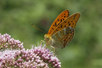 Argynnis paphia, Kaisermantel, Silver-washed fritillary
