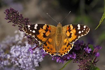 Distelfalter (Vanessa cardui) auf Buddleja davidii