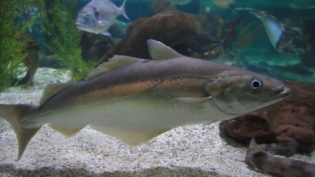 der rochen