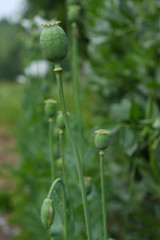 Opium poppy