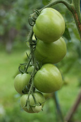 Green tomatoes