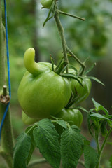 Green tomatoes