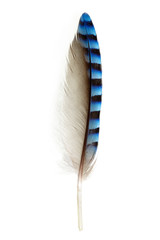 feather of Eurasian Jay, Garrulus glandarius