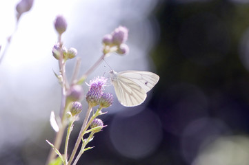 White butterfly