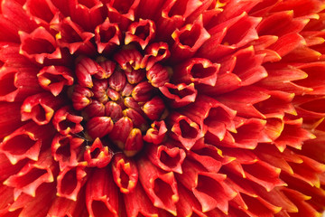 Fototapeta na wymiar Macro of Red dahlia flower bud