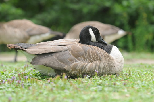 Wildg&auml;nse