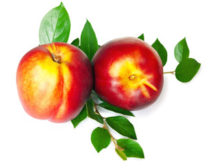 fruit