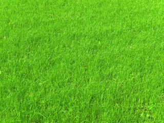 green grass