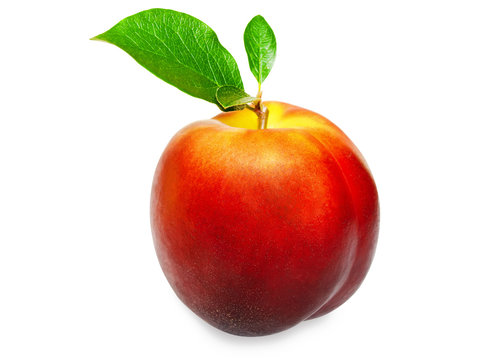 fruit