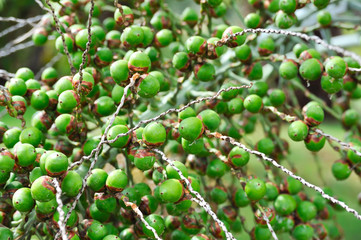 Palm tree fruit - Neodypsis – botanical garden Funchal, Madeira