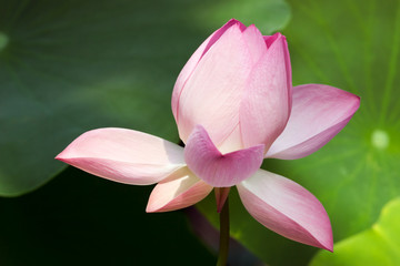 Lotus close up