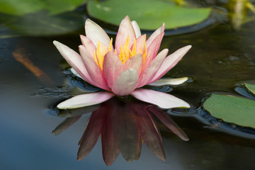 Waterlily and her reflected