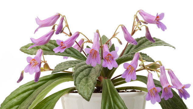 Plant of family gesneriaceae - chirita (variety 'Stardust') in p