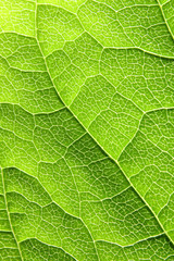 green leaf