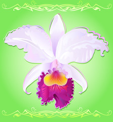 Vector illustration of orchid Cattleya Trianae