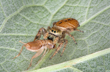 Jumping spider eating cricket