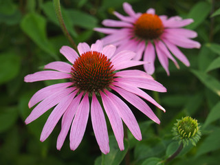 Sonnenhüte Echinacea Heilpfalze