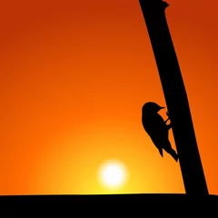 Papier Peint photo Lavable Oiseaux dans la forêt Silhouette de pic au coucher du soleil
