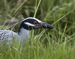 Yellow-crowned night-heron (Nyctanassa violacea) in grass