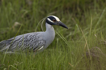 Yellow-crowned night-heron (Nyctanassa violacea) in grass