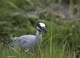 Yellow-crowned night-heron (Nyctanassa violacea) in grass