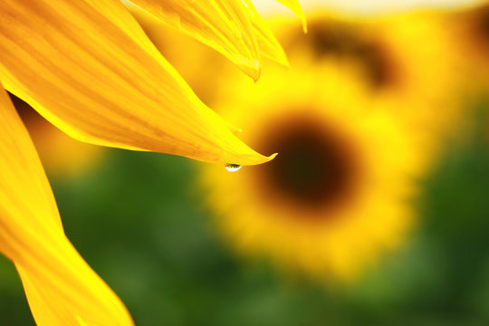 sunflower. close-up
