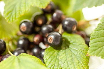 Johannisbeeren