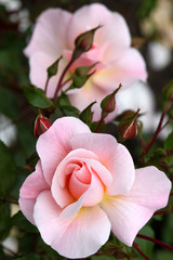 Zart rosa Edelrosen mit Knospen - Hochformat