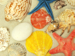 Sea shells background