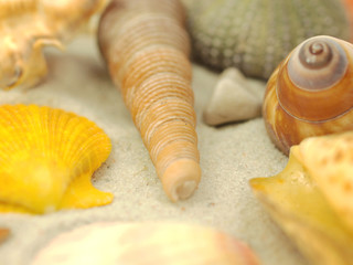 Shells background, low depth of focus
