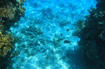 Naklejka na ściany i meble Red sea rafa koralowa
