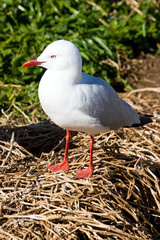 Silver Headed Gull