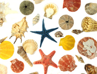 Sea shells background