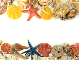 Sea shells background