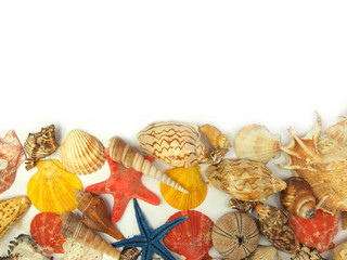 Sea shells background