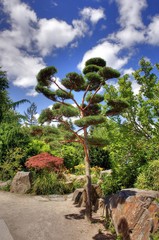 Arbre japonais