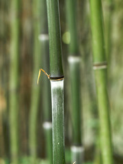 Fototapeta premium Bambus