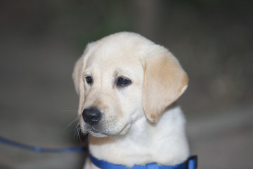 Cucciolo di labrador © Piero Gentili