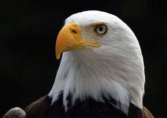 Bald eagle